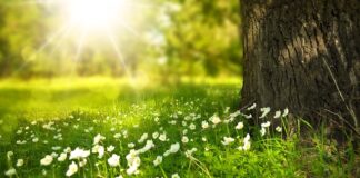 Czy trzecie światło stopu jest wymagane?