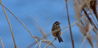 Co zyskujemy korzystając z rozwiązań inteligentnego domu?