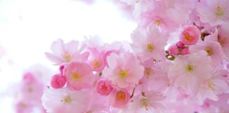 Jakie rośliny można hodować w wodzie?