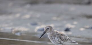 Co wybrać Brodzik czy odpływ liniowy?