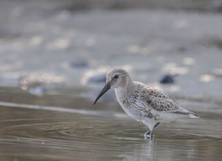 Co wybrać Brodzik czy odpływ liniowy?
