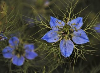 Czy w zielonej herbacie jest kolagen?