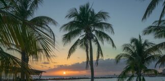 Z czym się pije Blue Curacao?