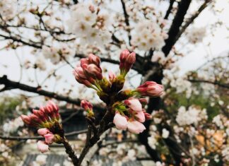 Dlaczego piszczy przy hamowaniu?