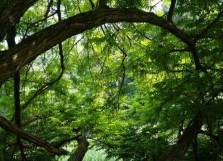 Jakie nakrętki do felg aluminiowych FORD Focus mk1?