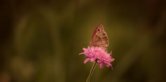 Co jest dobre na rdzę?