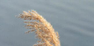 Czym się różnią świece zapłonowe?