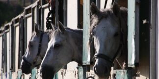 Czy w dzień można jeździć na postojowych?