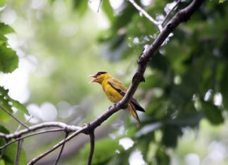 Co oznacza śpiew matki pszczelej?