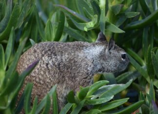 Co dają bicze wodne na basenie?