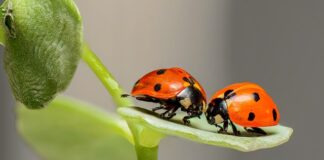 Jak sprawdzić błędy w samochodzie?