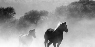 Czego nie palić w kominku?