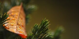 Czy tuje można palić w kominku?