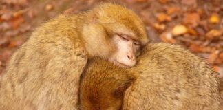 Czy tarcze hamulcowe powinny się grzać?