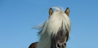 Ile Seat Altea ma koni?