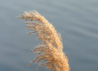 Czym się różnią światła do jazdy dziennej od świateł mijania?