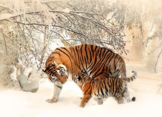 Czy matka pszczela może użądlić?