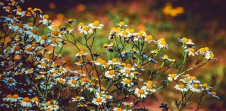 Co to jest matecznik pszczeli?