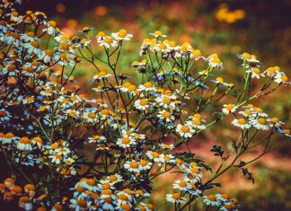 Co to jest matecznik pszczeli?