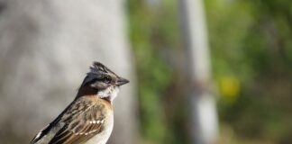 Czy Tico ma wspomaganie kierownicy?