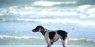 Czy można Moczyć opatrunek ze srebrem?