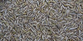 Gdzie produkowane jest Taigo?