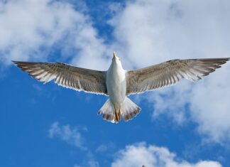 Czy warto kupić VW Tiguan?