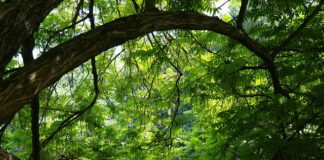 Jakie nakrętki do felg aluminiowych FORD Focus mk3?