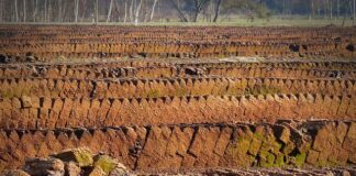 Czy torf trzeba mieszać z ziemią?