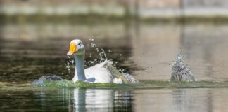 Czy kule Nawadniające działają?