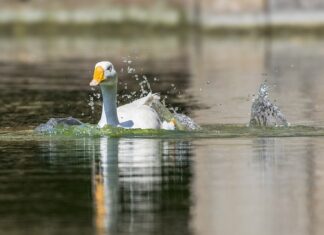 Czy kule Nawadniające działają?