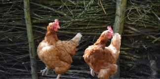 Jakie są typy komputerów?