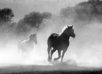 Czy można palić w kominku 2023? Czy można palić w kominku 2023?