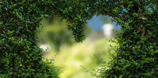 Kiedy pić zieloną herbatę rano czy wieczorem?