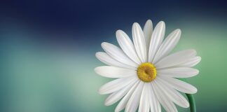 Co oznacza biały nalot na świecy zapłonowej?