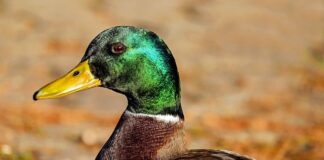 Czy na kąt B można jeździć busem z przyczepa?