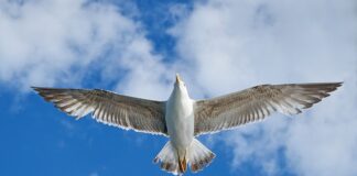 Czy VW Tiguan ma filtr DPF?