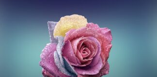 Czym się różni stał A2 od A4?