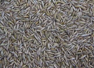 Gdzie jest produkowany T Cross?