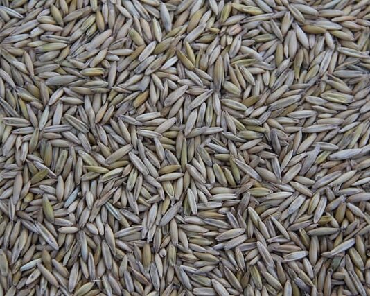 Gdzie jest produkowany T Cross?