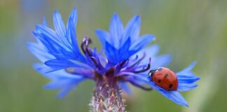 Ile punktów za brak kierunkowskazu?