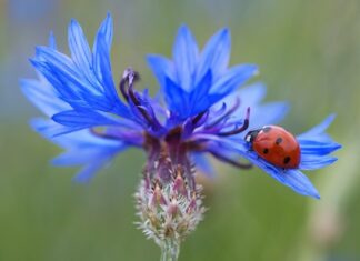 Ile punktów za brak kierunkowskazu?