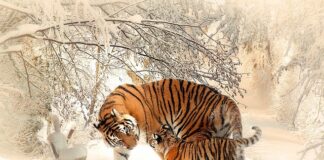 Kiedy matki pszczele?