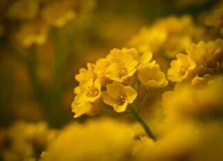 Ile kieliszków to dużo?