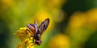 Jak sprawdzić gdzie jest faza?